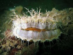 Baby king scallop in Loch Hyne. I know its not the Irish ... by Dawn Watson 